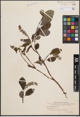 Foto von Salix crassijulis Trautv.